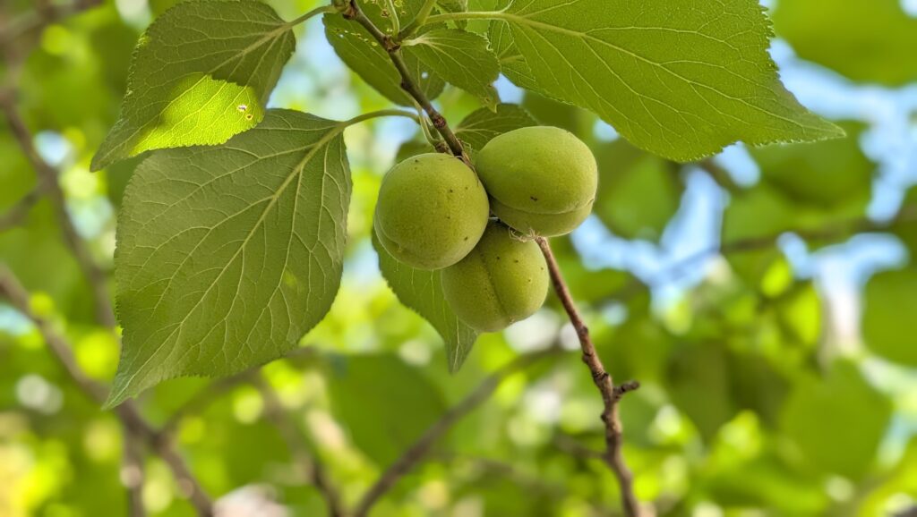 Plums growing on a tree