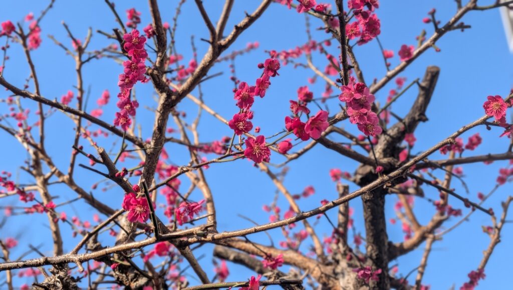 Ume Blossoms